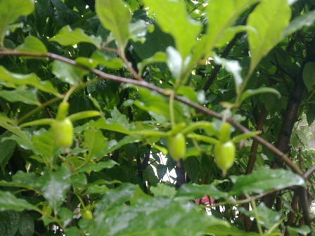 20130517049.jpg
