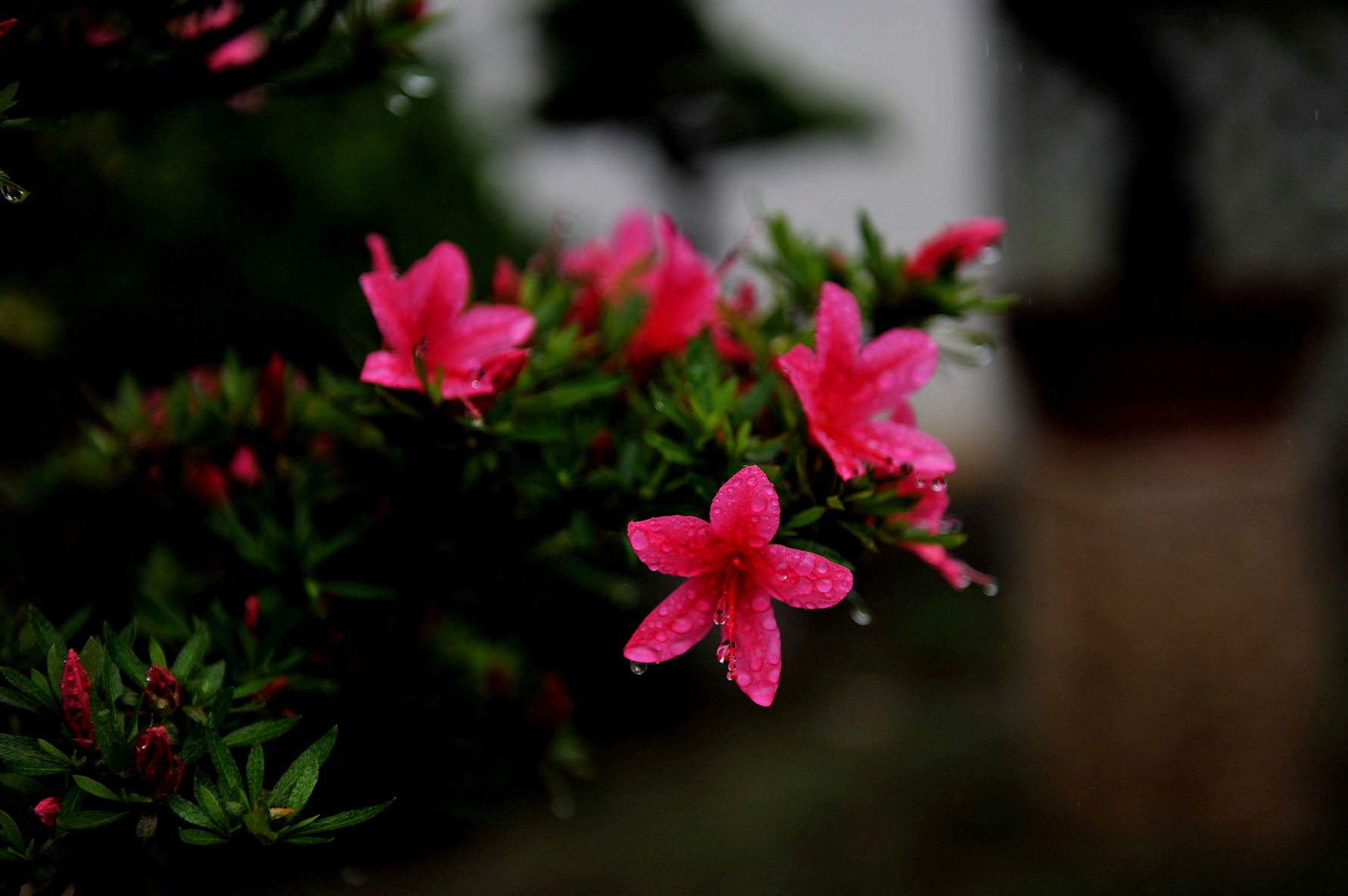 DSC_1738__.jpg