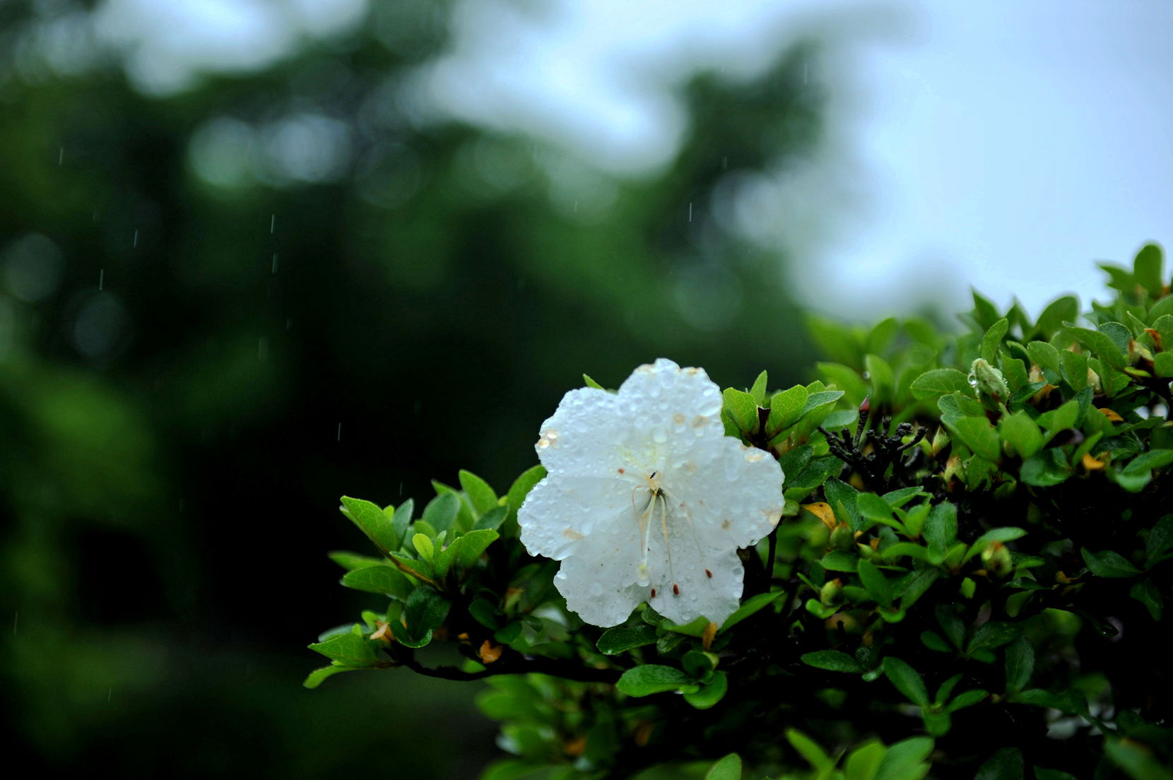 DSC_1730__.jpg