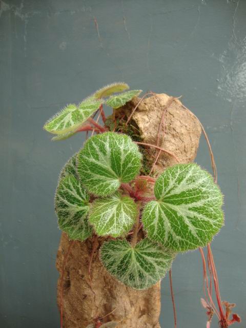 DSC05217.JPG