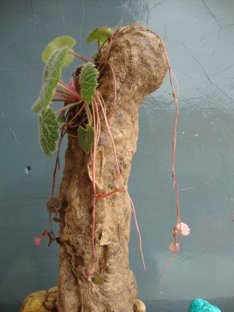 DSC05221.JPG