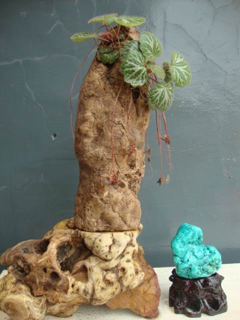 DSC05223.JPG