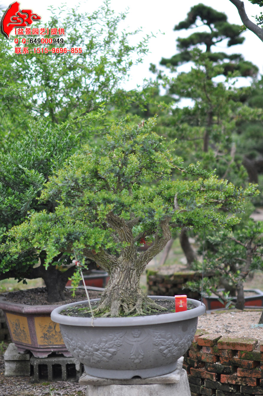 DSC_0248.jpg