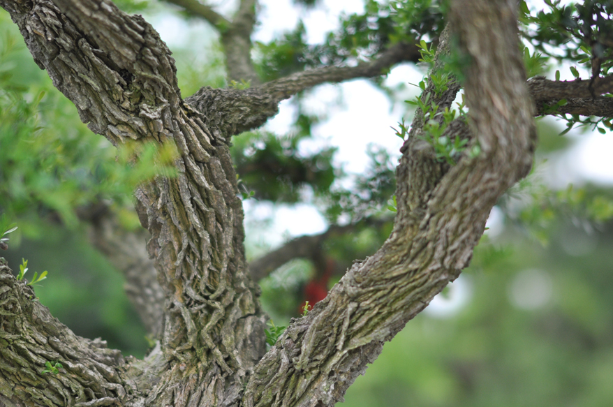 DSC_0251.jpg