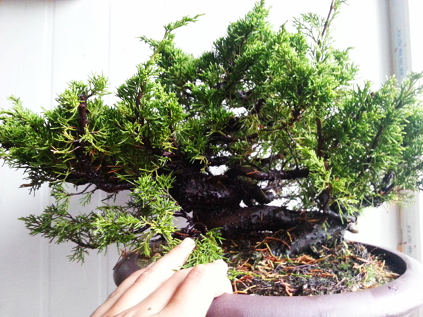 20130517_170707.jpg