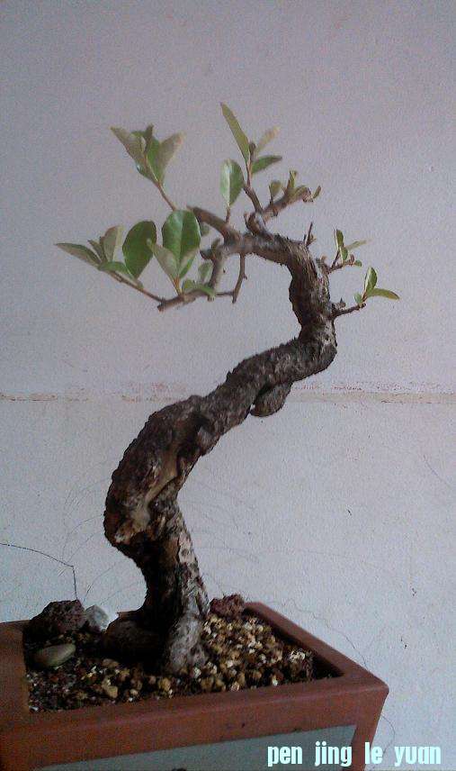 IMG0518170701.jpg