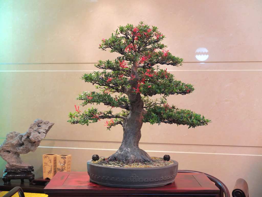 DSCF0339.jpg