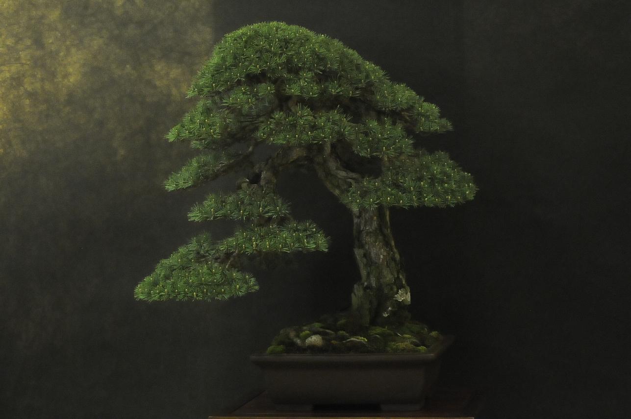 UBI_Bonsai_2013_081.JPG