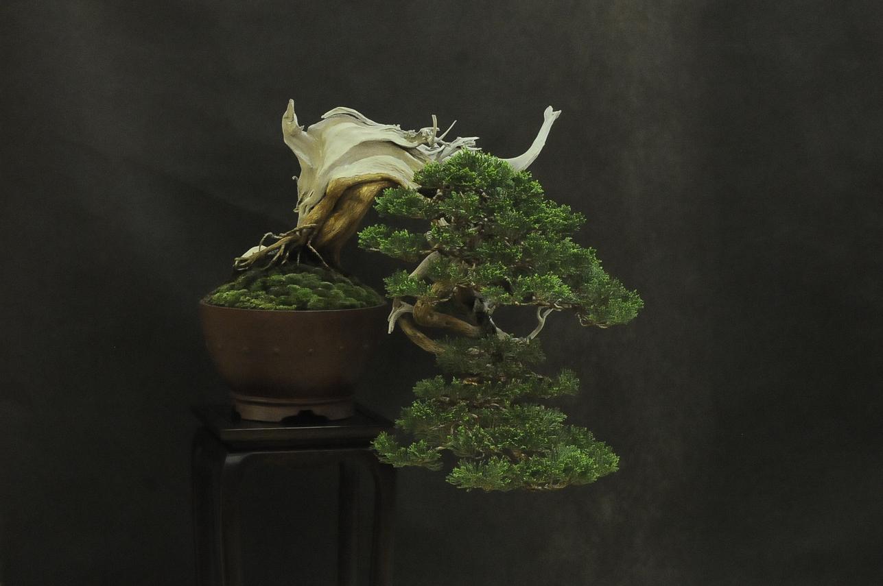 UBI_Bonsai_2013_121.JPG