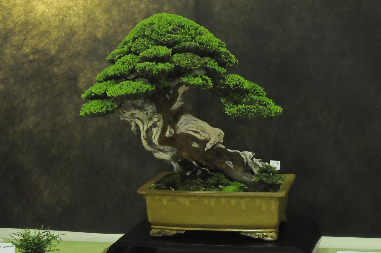 UBI_Bonsai_2013_031.JPG