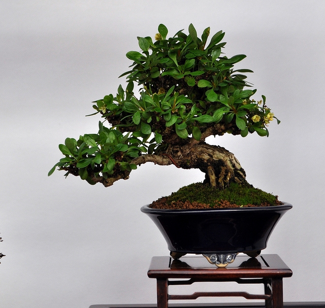 BSA 6th annual exhibition march 2012 043.jpg