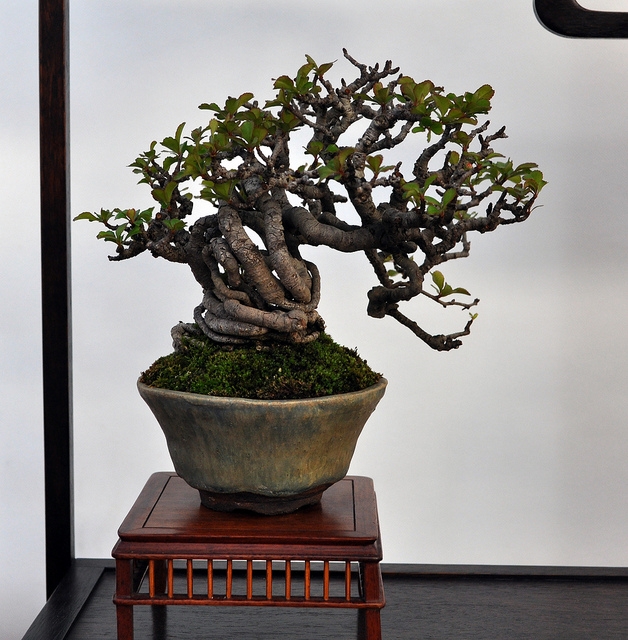 BSA 6th annual exhibition march 2012 063.jpg