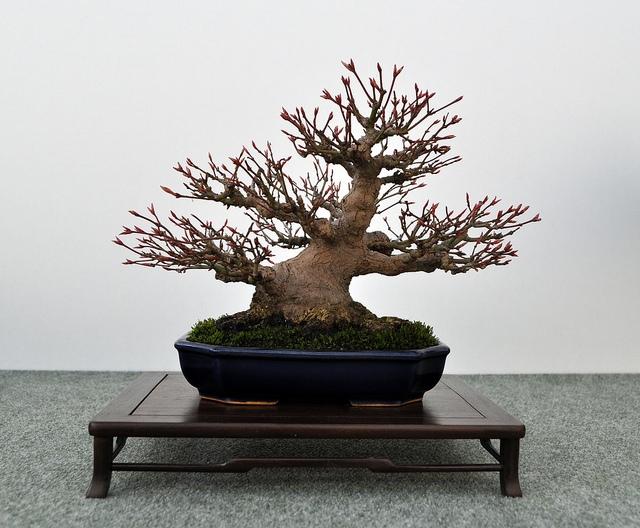 BSA 6th annual exhibition march 2012 134.jpg