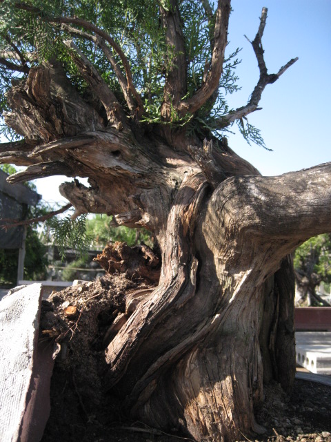 IMG_7741.JPG