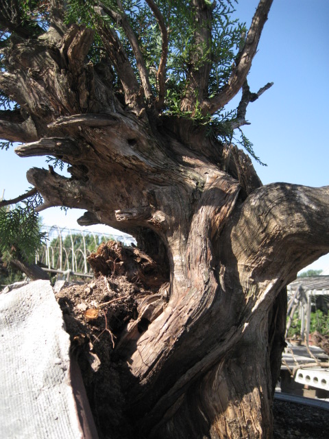 IMG_7742.JPG
