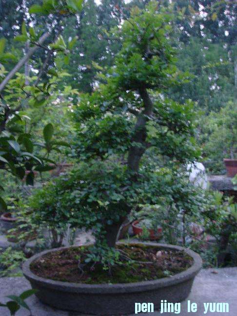 DSC04904.JPG