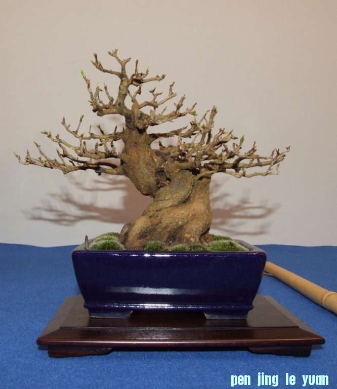 Noelanders Trophy XIV 19-01-2013 121.jpg