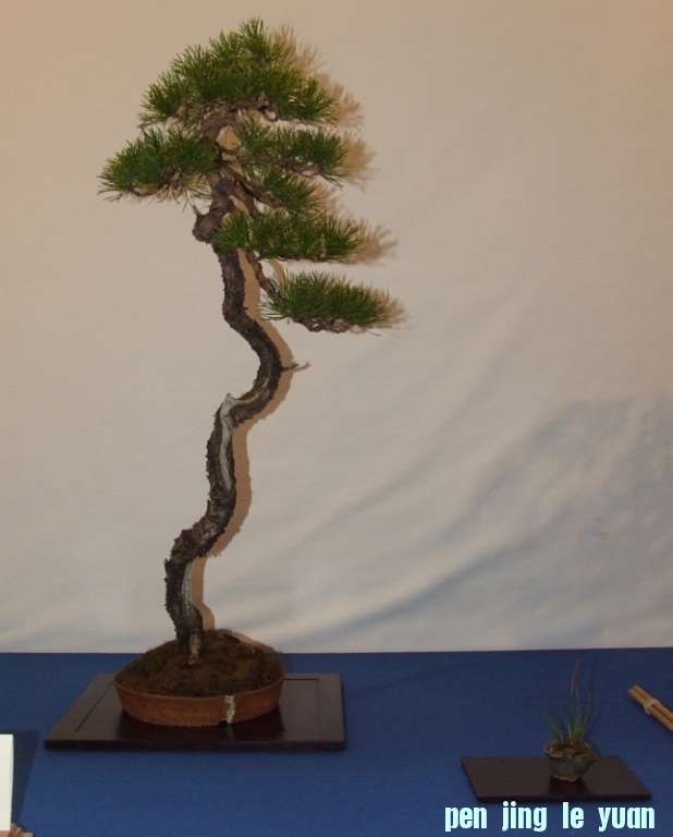 Noelanders Trophy XIV 2013 19-01-2013 257.jpg