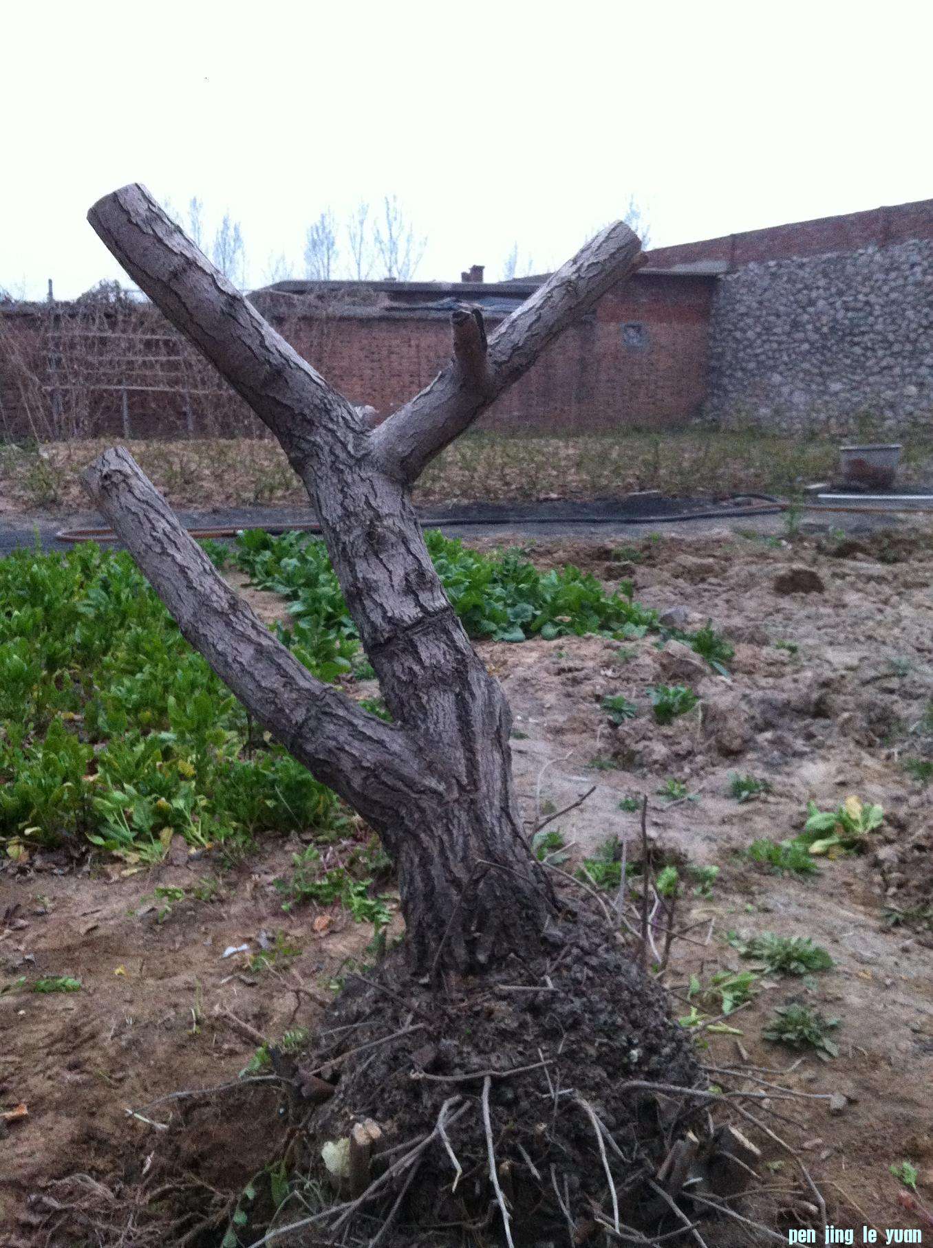 2013.04.3 129.jpg