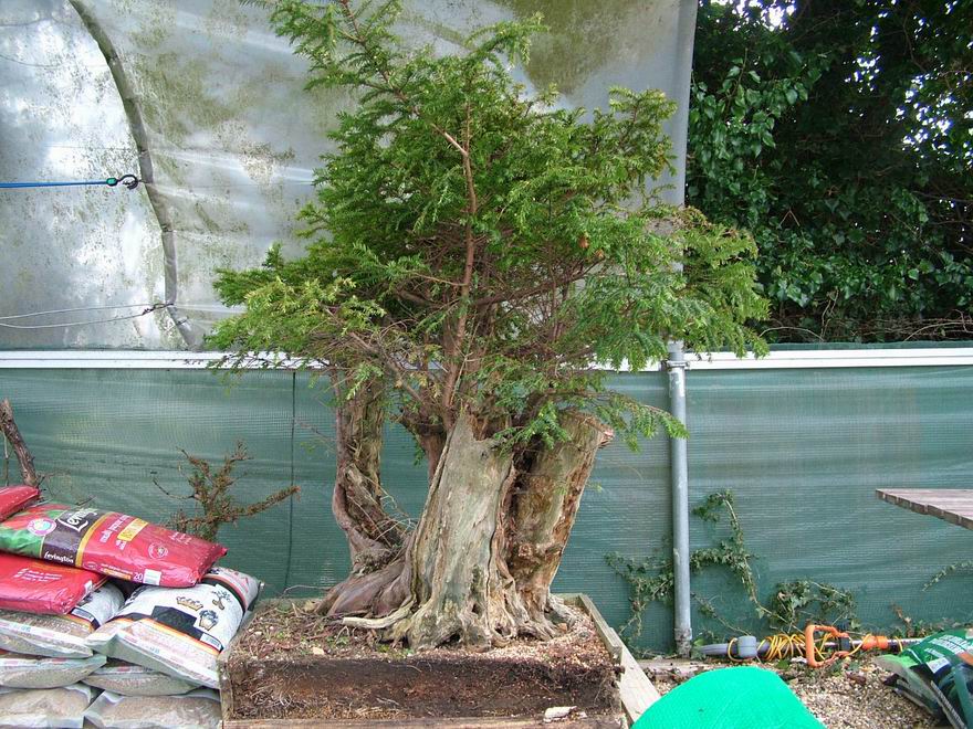 English_Yew_Bonsai_Richard(1).jpg