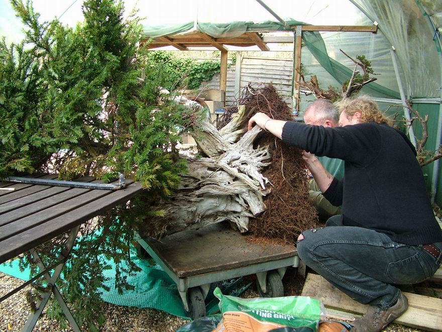 English_Yew_Bonsai_Richard(2).jpg