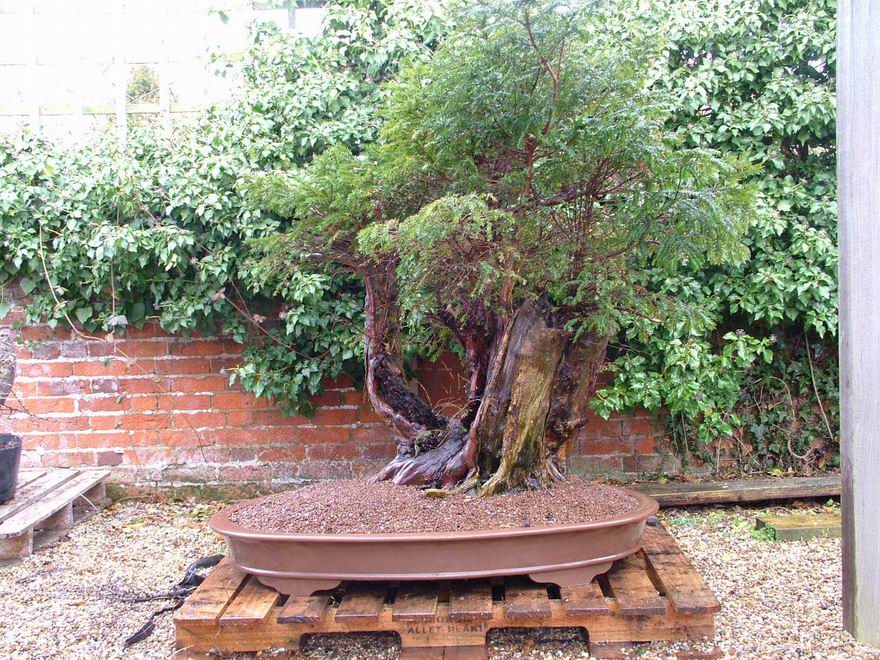 English_Yew_Bonsai_Richard(3).jpg