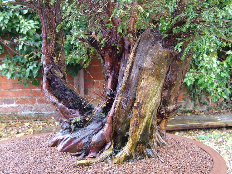 English_Yew_Bonsai_Richard(4).jpg