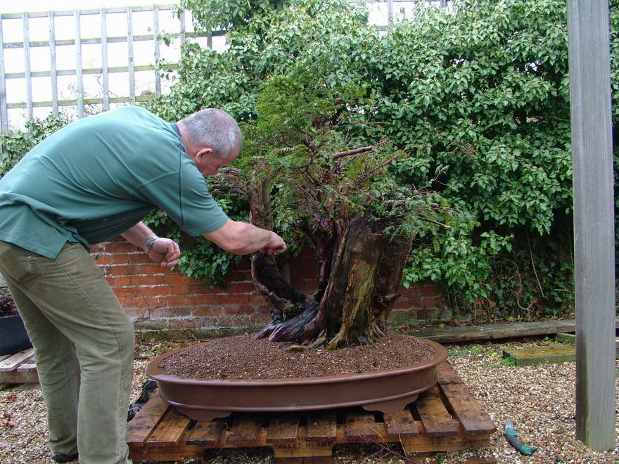 English_Yew_Bonsai_Richard(5).jpg