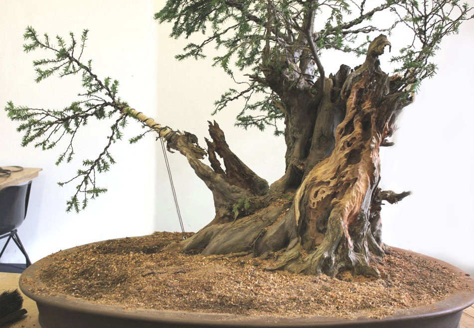 English_Yew_Bonsai_Richard(8).jpg