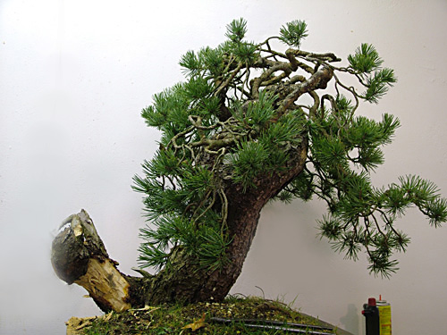 Scots_Pine_Bonsai_Dave(1).jpg