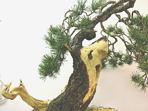 Scots_Pine_Bonsai_Dave(4).jpg