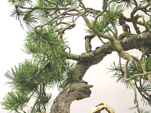 Scots_Pine_Bonsai_Dave(6).jpg