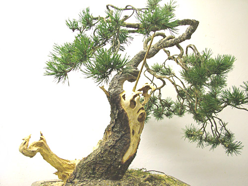 Scots_Pine_Bonsai_Dave(7).jpg