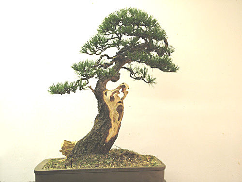 Scots_Pine_Bonsai_Dave(9).jpg