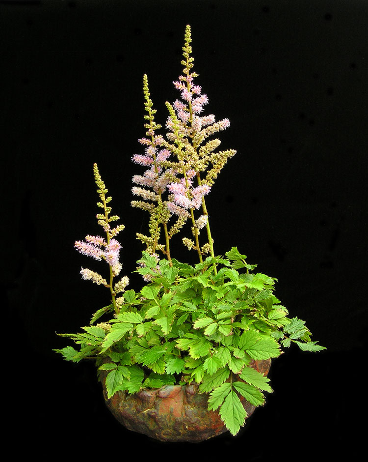 Beistell_Astilbe.jpg