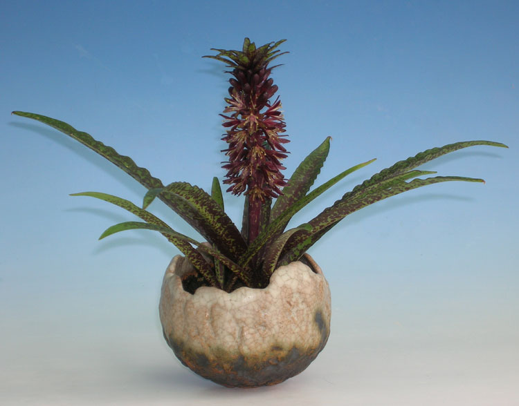 Beistell_Eucomis-01.jpg