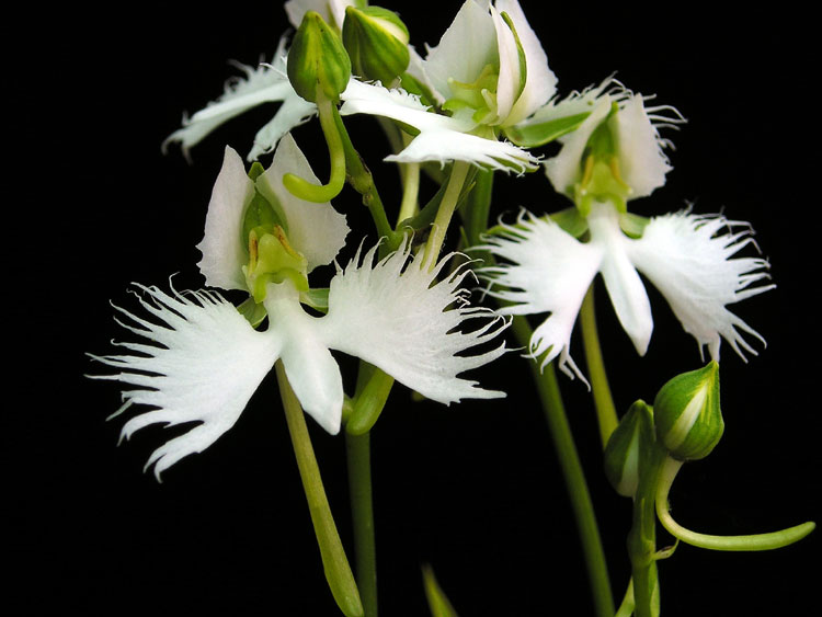 Beistell_Habenaria-03.jpg