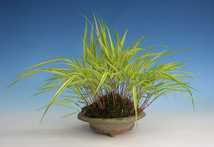 Beistell_Hakonechloa-01.jpg