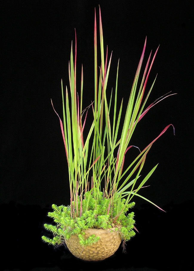 Beistell_Imperata-cylindric.jpg