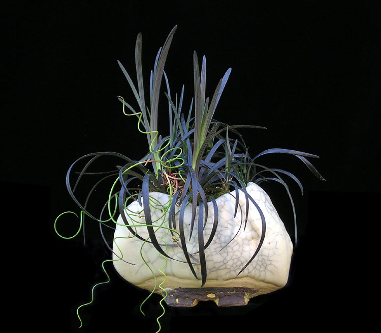 Beistell_Ophiopogon-01.jpg