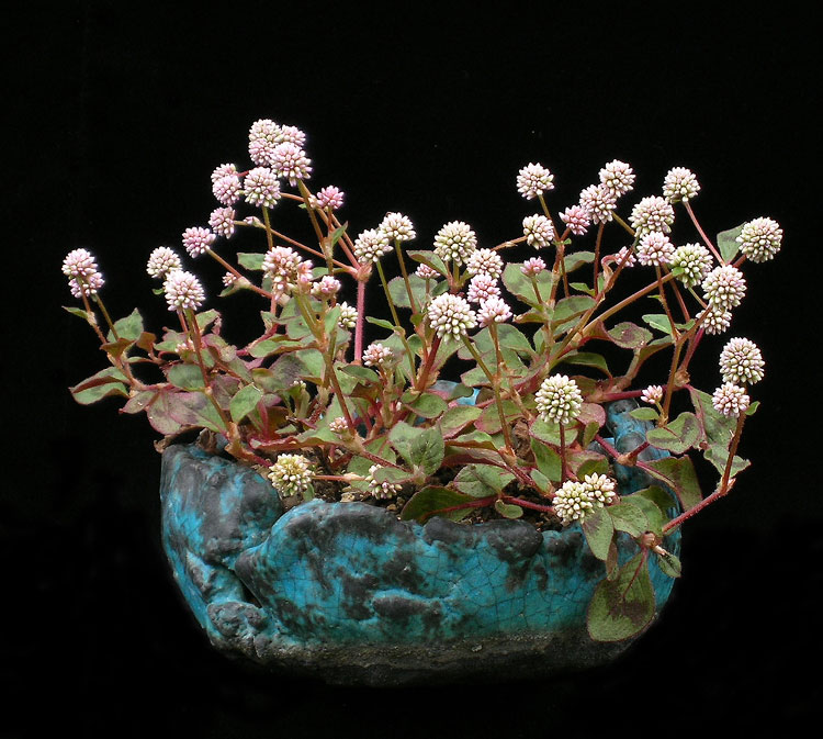 Beistell_Persicaria.jpg