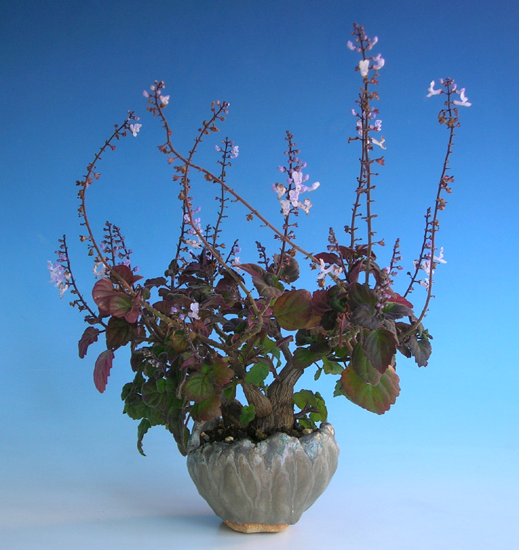 Beistell_Plectranthus-01.jpg