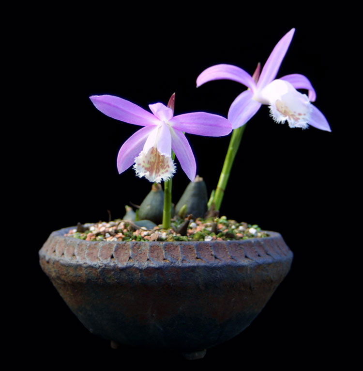 Beistell_Pleione-formosa.jpg