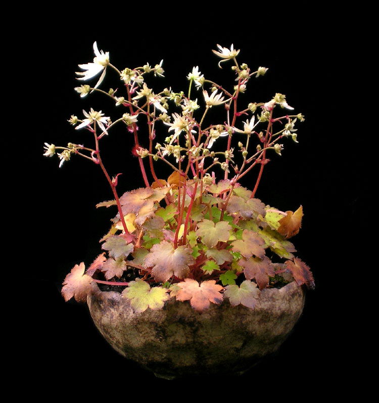 Beistell_Saxifraga-Moe.jpg