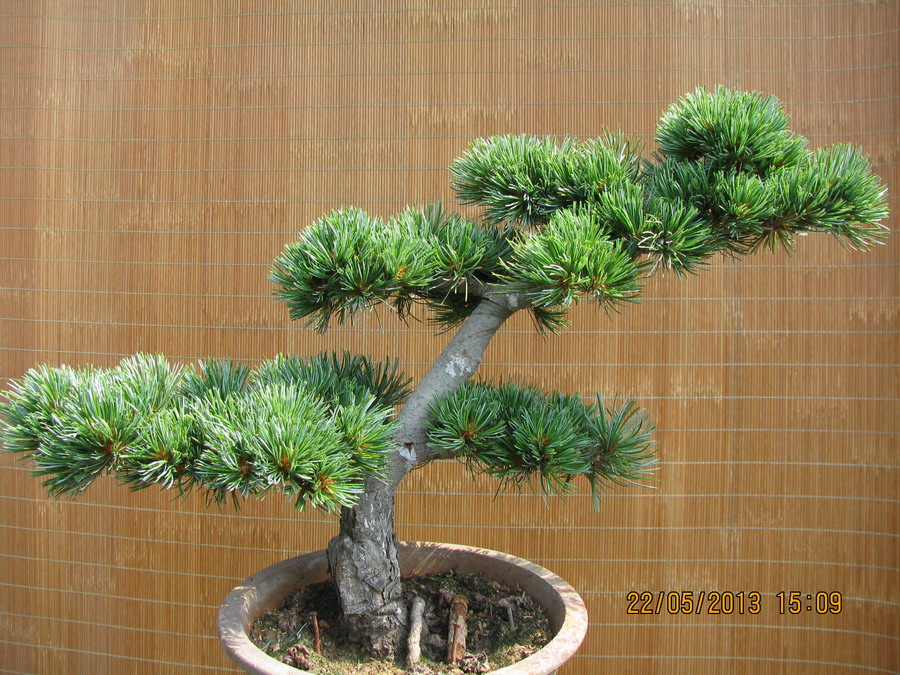  20130522 002.jpg