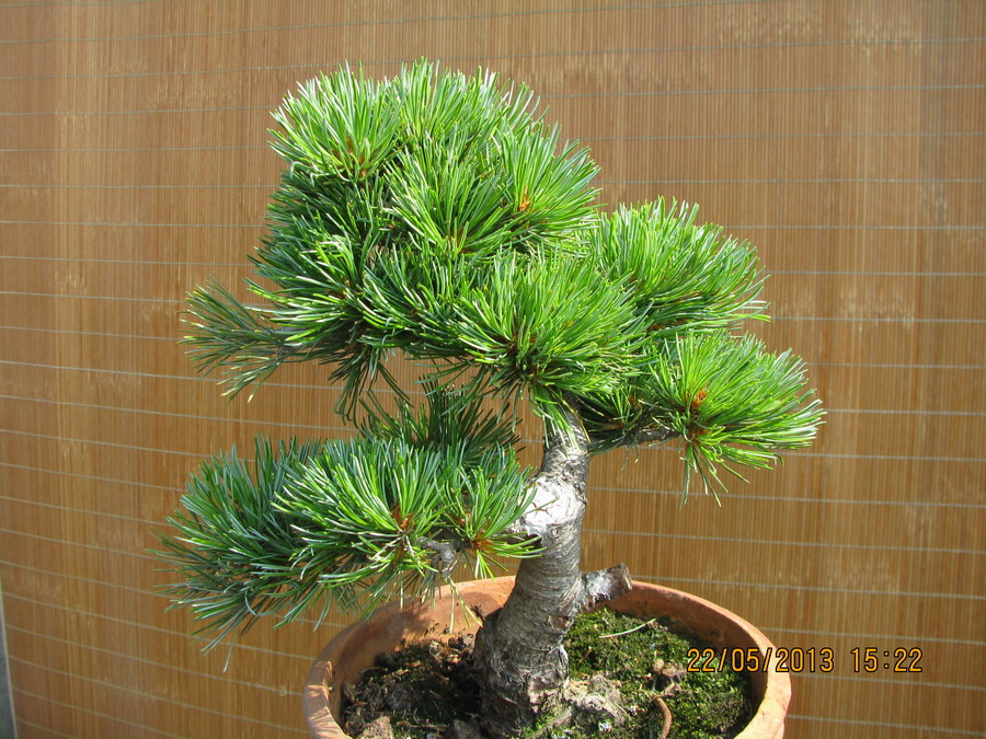  20130522 029.jpg