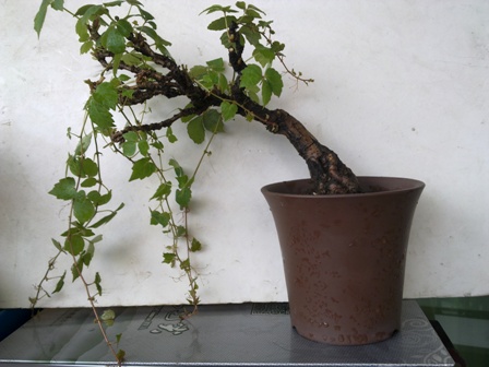 20130522106.jpg