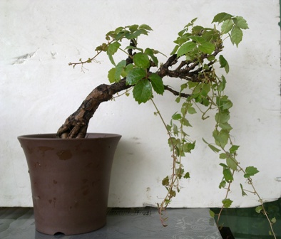 20130522108.jpg