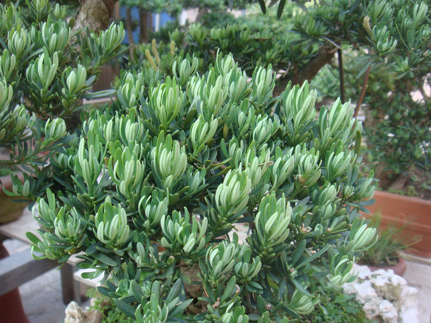 DSC01495.JPG