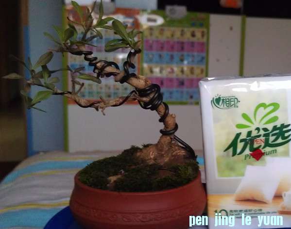 IMAG1065_.jpg